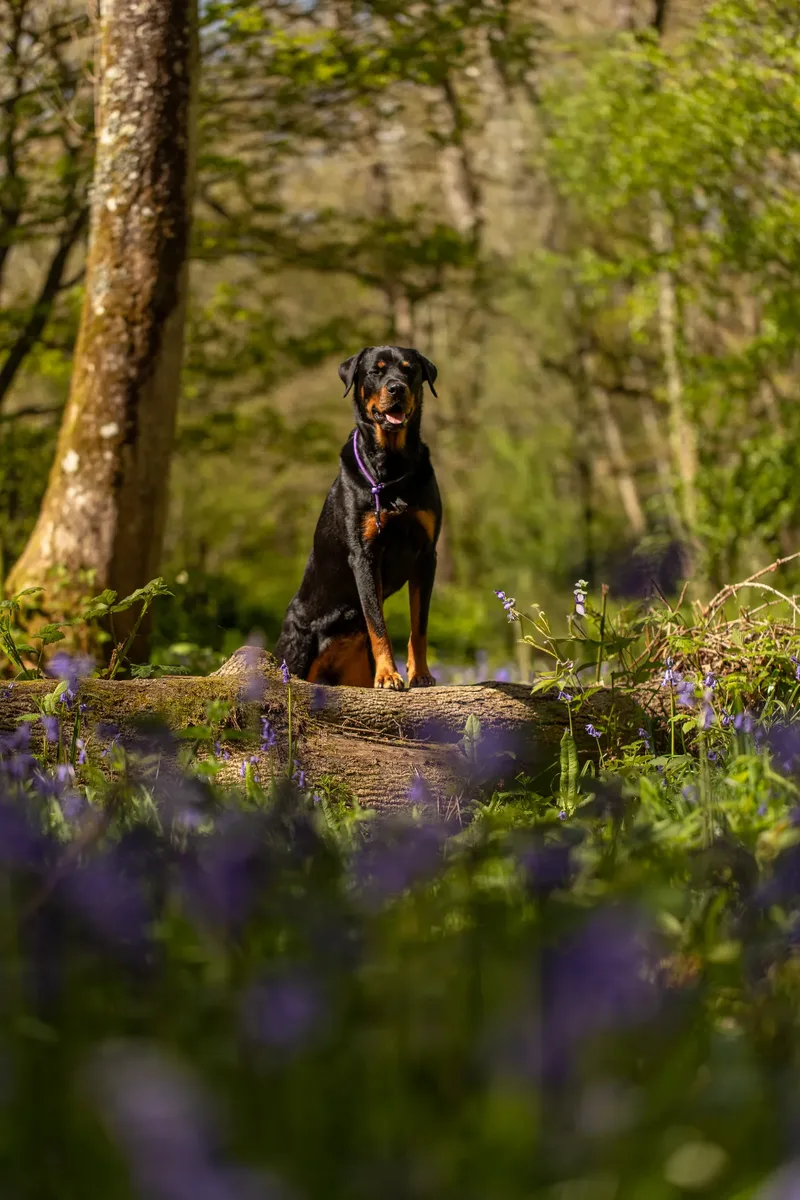 Karma the rottweiler in bluebells (5 of 30)