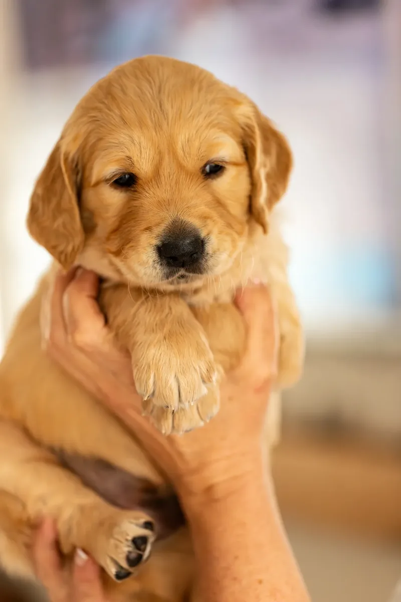Golden Retriever Puppies (34 of 60)
