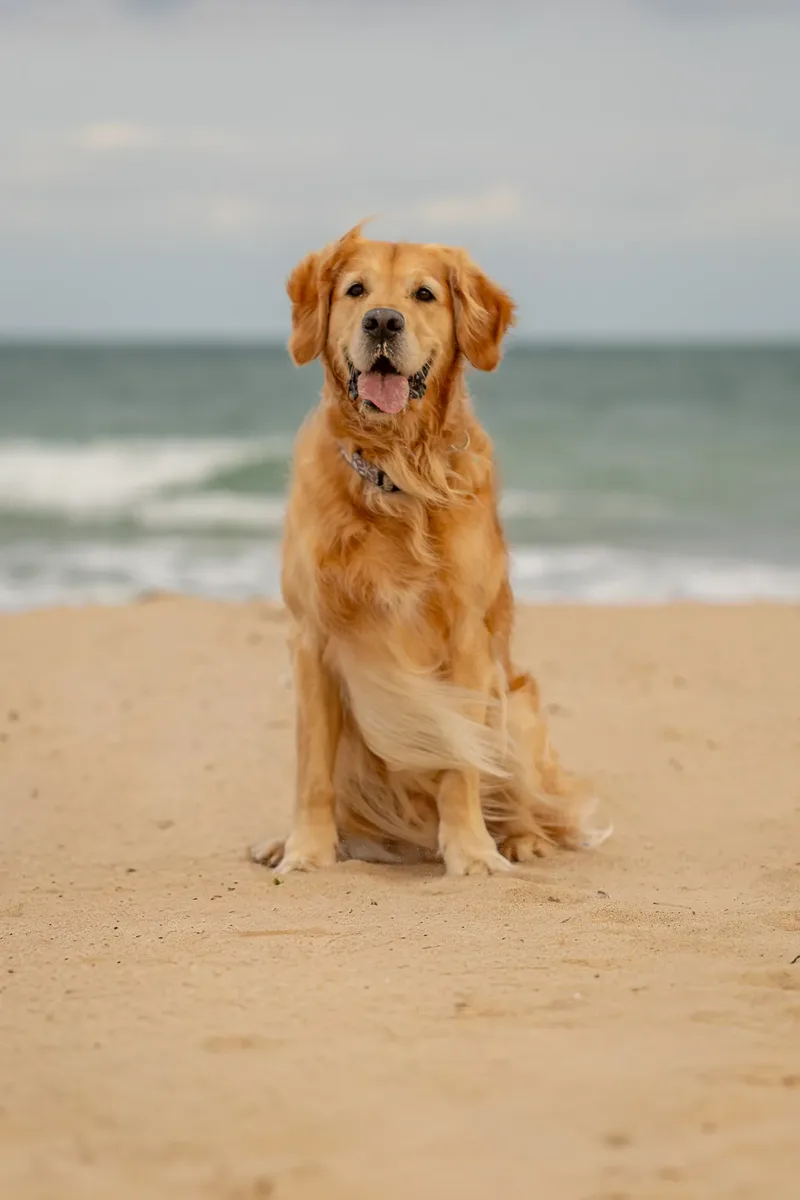 Murphy the golden retriever (32 of 41)
