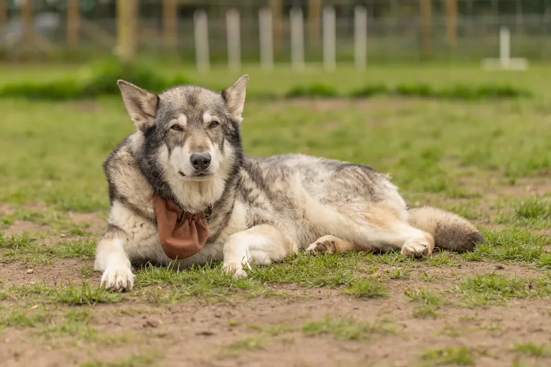 Muttley’s Doggy Day Care – Open Day Fun! 🐾 (8 of 24)
