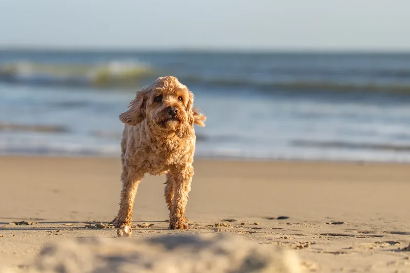 Red the Cavapoo (29 of 42)