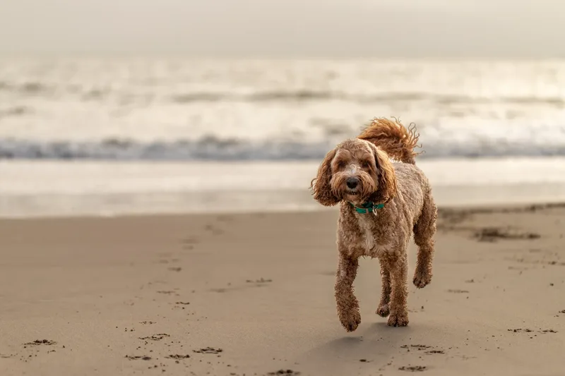 Teddy the Cockapoo (2 of 39)