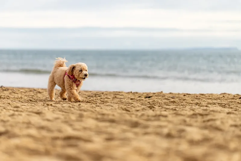 Lola the Poochon (23 of 28)