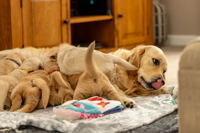 Golden Retriever Puppies (7 of 60)