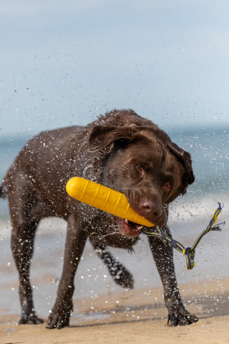 Ralph the Chocolate Lab (8 of 26)