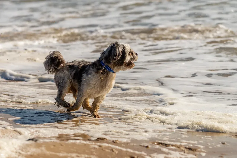 Hugo, Cookie, Flossie & Ralph (9 of 24)