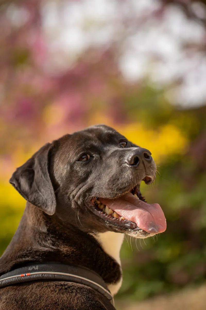 The Dorset Dog Trainer (26 of 42)