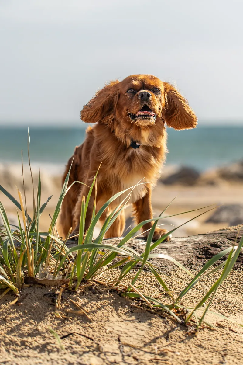 Rusty The Cavalier (24 of 24)