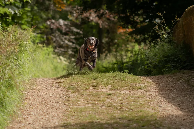 Ralph & Monty (11 of 24)