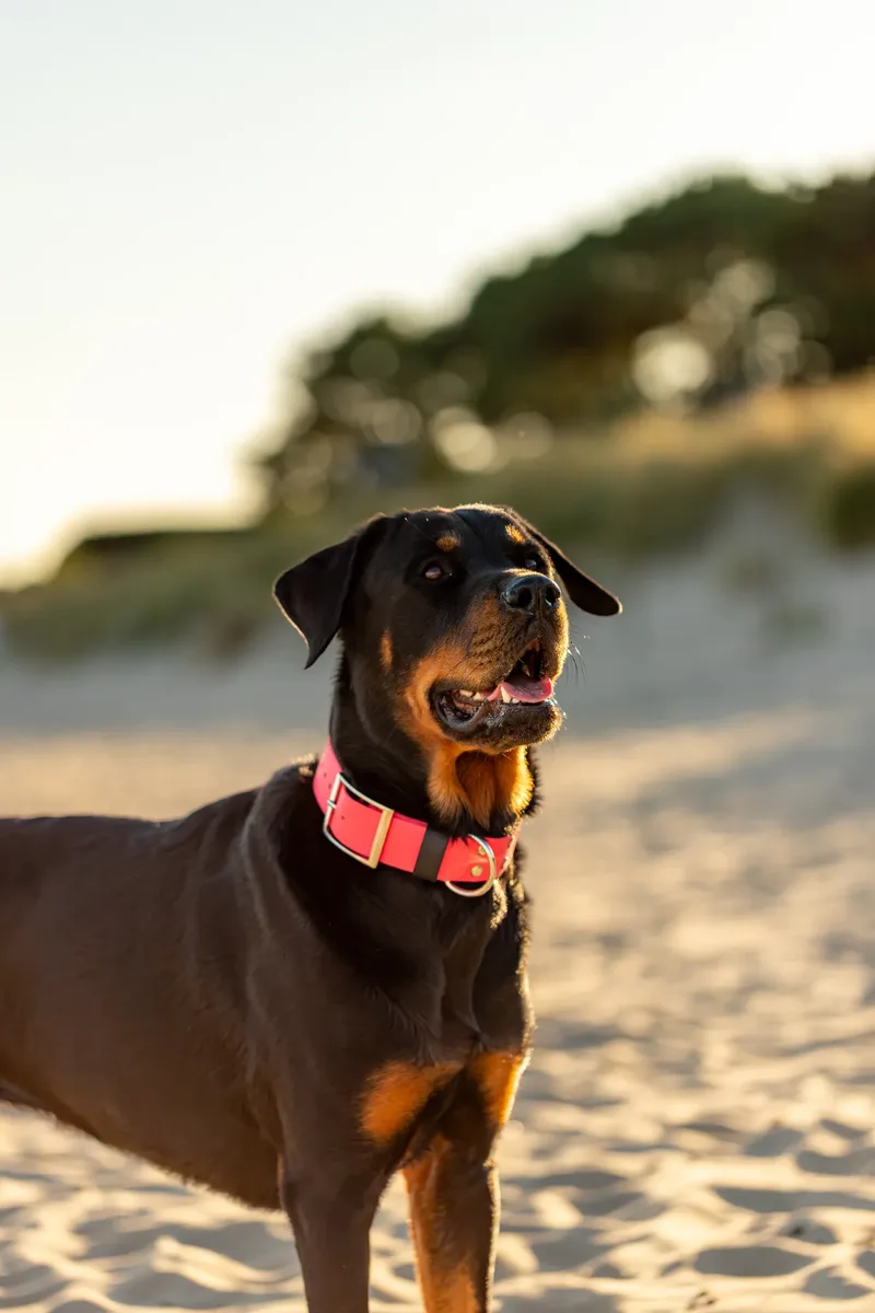 Karma the Rottie (1 of 24)