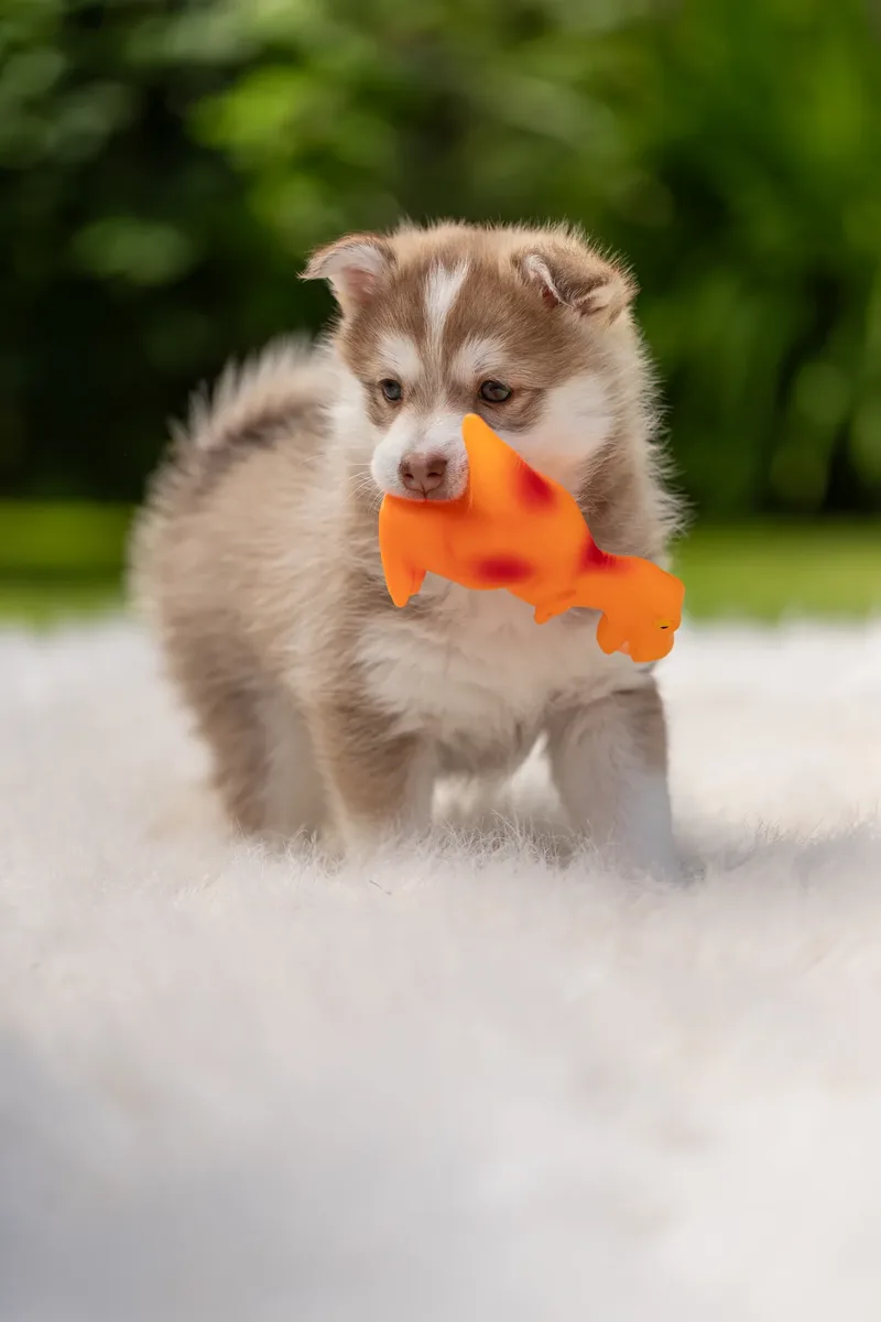 South Coast Pomsky’s (19 of 29)