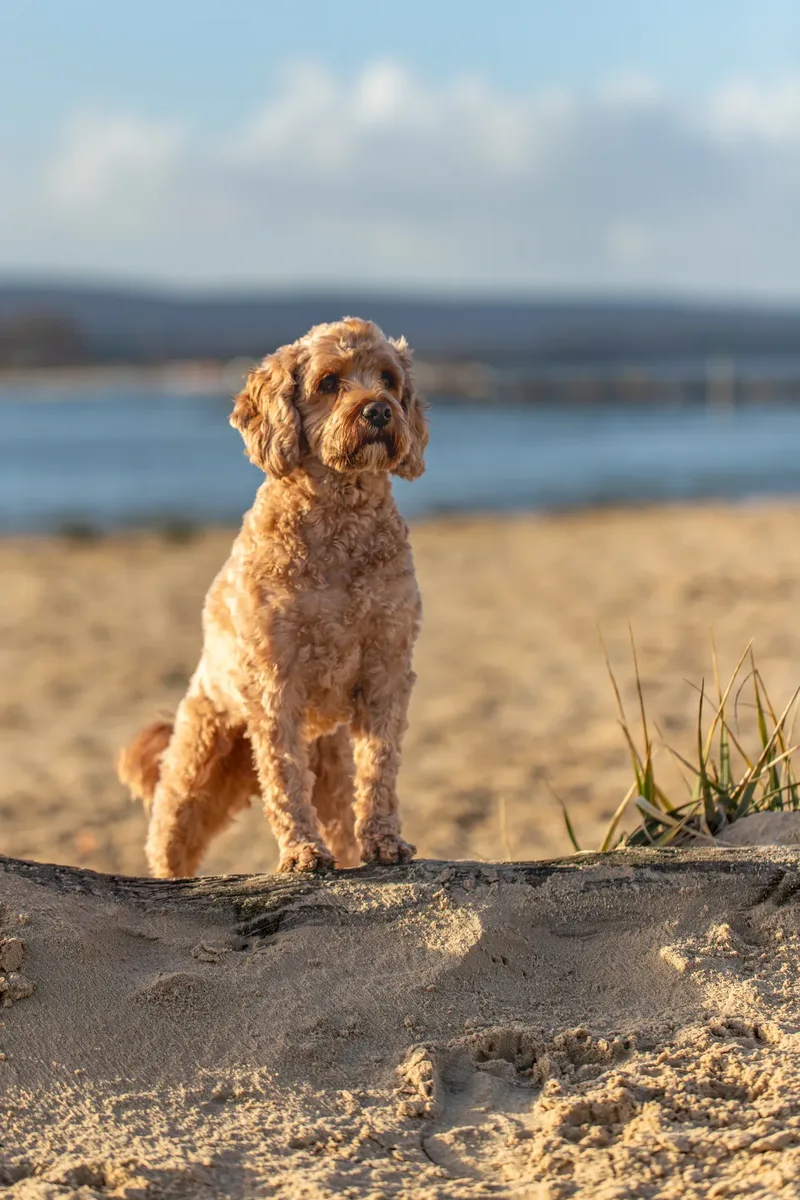 Red the Cavapoo (9 of 42)