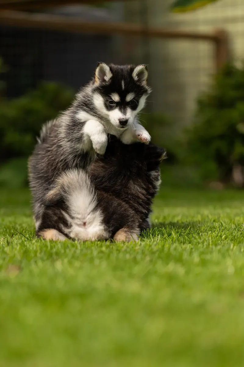South Coast Pomsky’s (12 of 29)