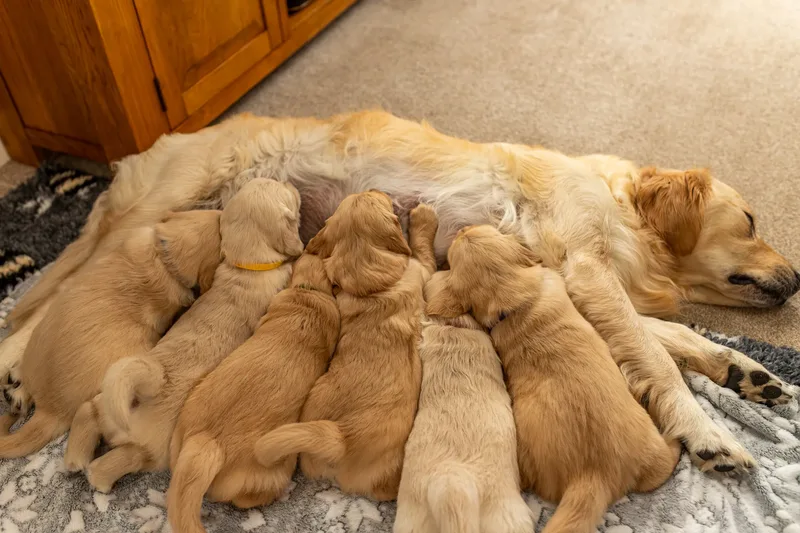 Golden Retriever Puppies (48 of 60)