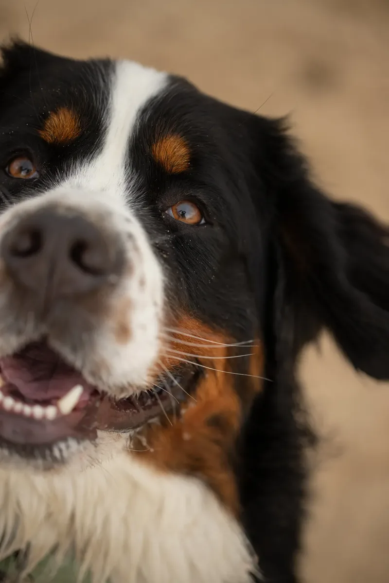 Berry the Bernese Mountain Dog (11 of 30)