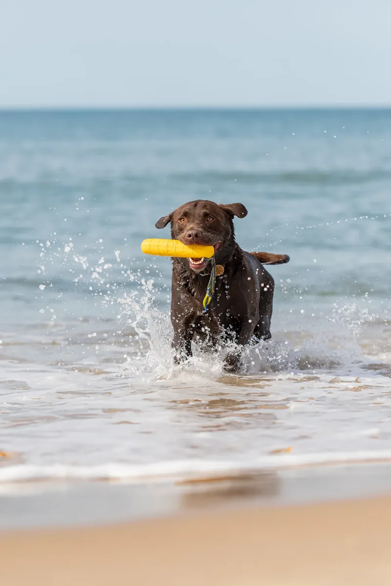 Ralph the Chocolate Lab (9 of 26)