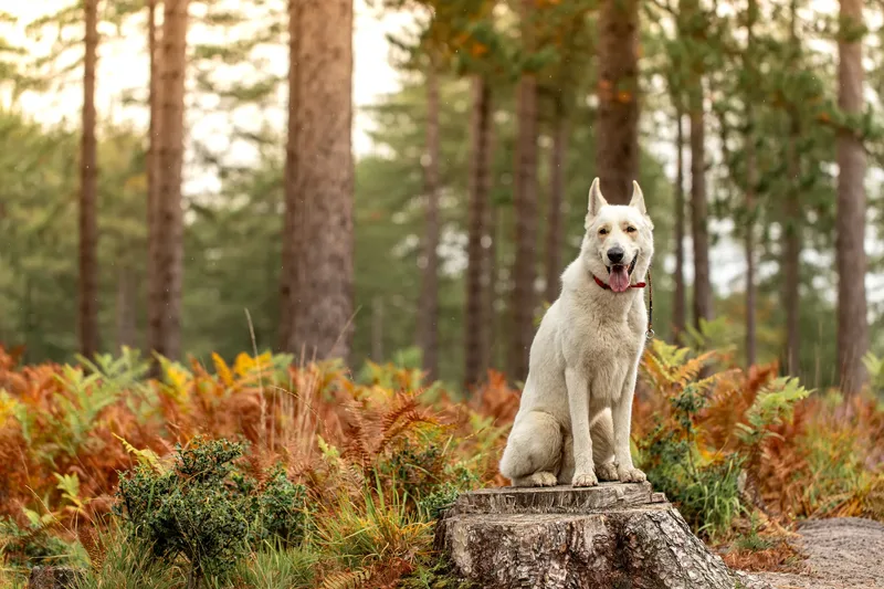 The Wild Bear Club – Wareham Forest (10 of 24)
