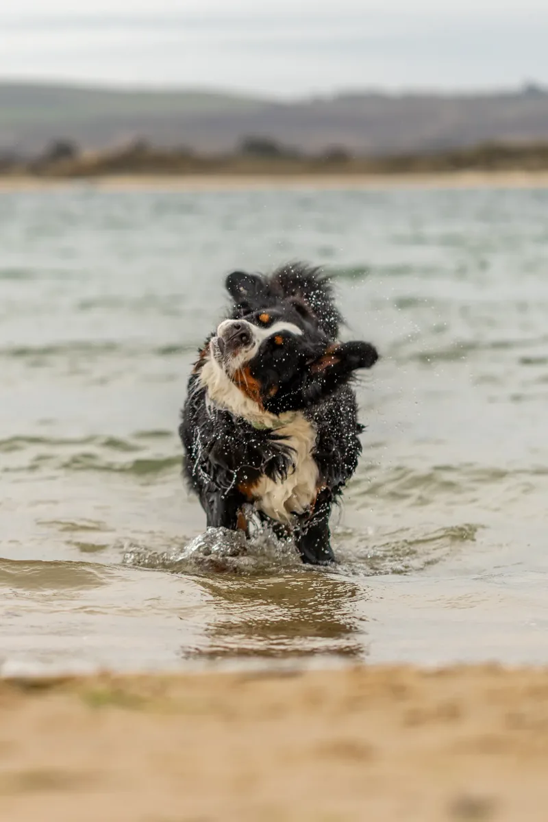 Berry the Bernese Mountain Dog (20 of 30)