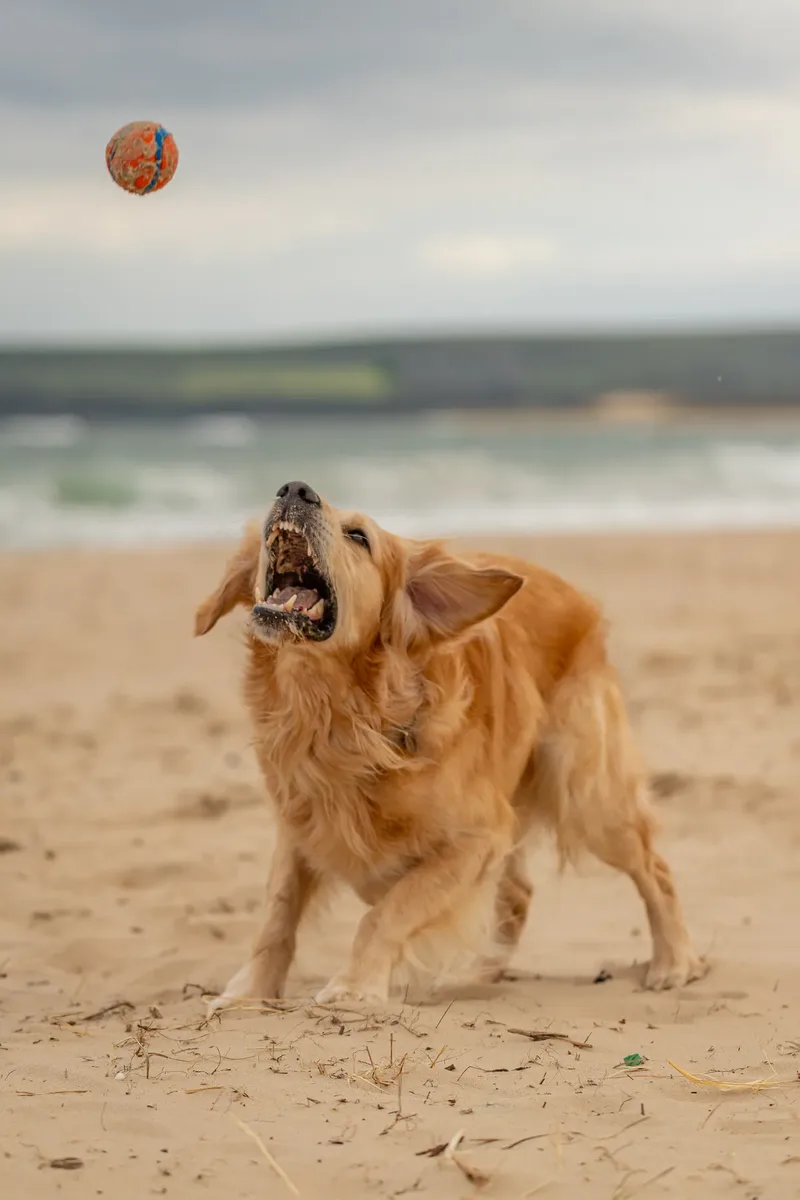 Murphy the golden retriever (5 of 41)