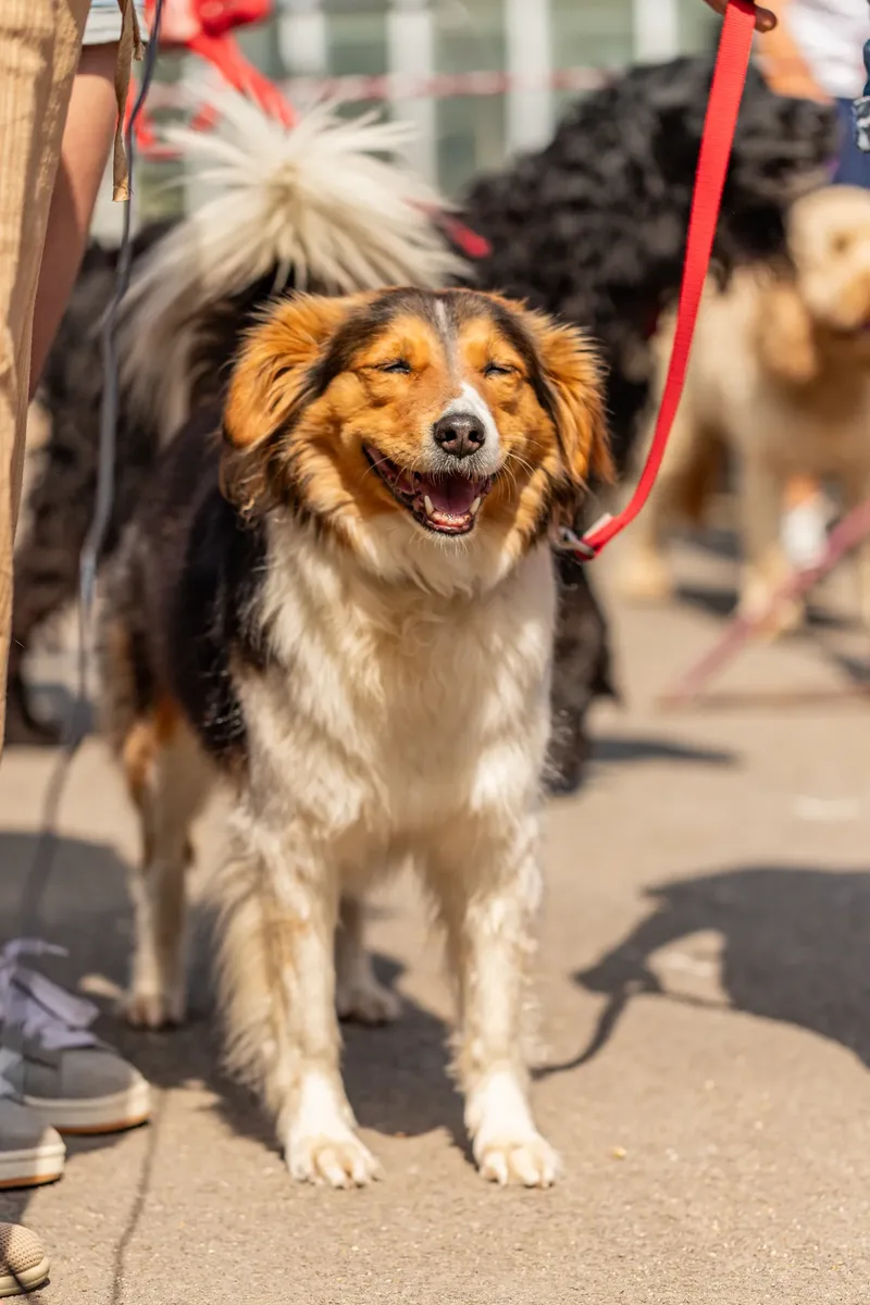 Sunshine, Smiles & Wagging Tails at Cherry Tree Nurseries (11 of 24)