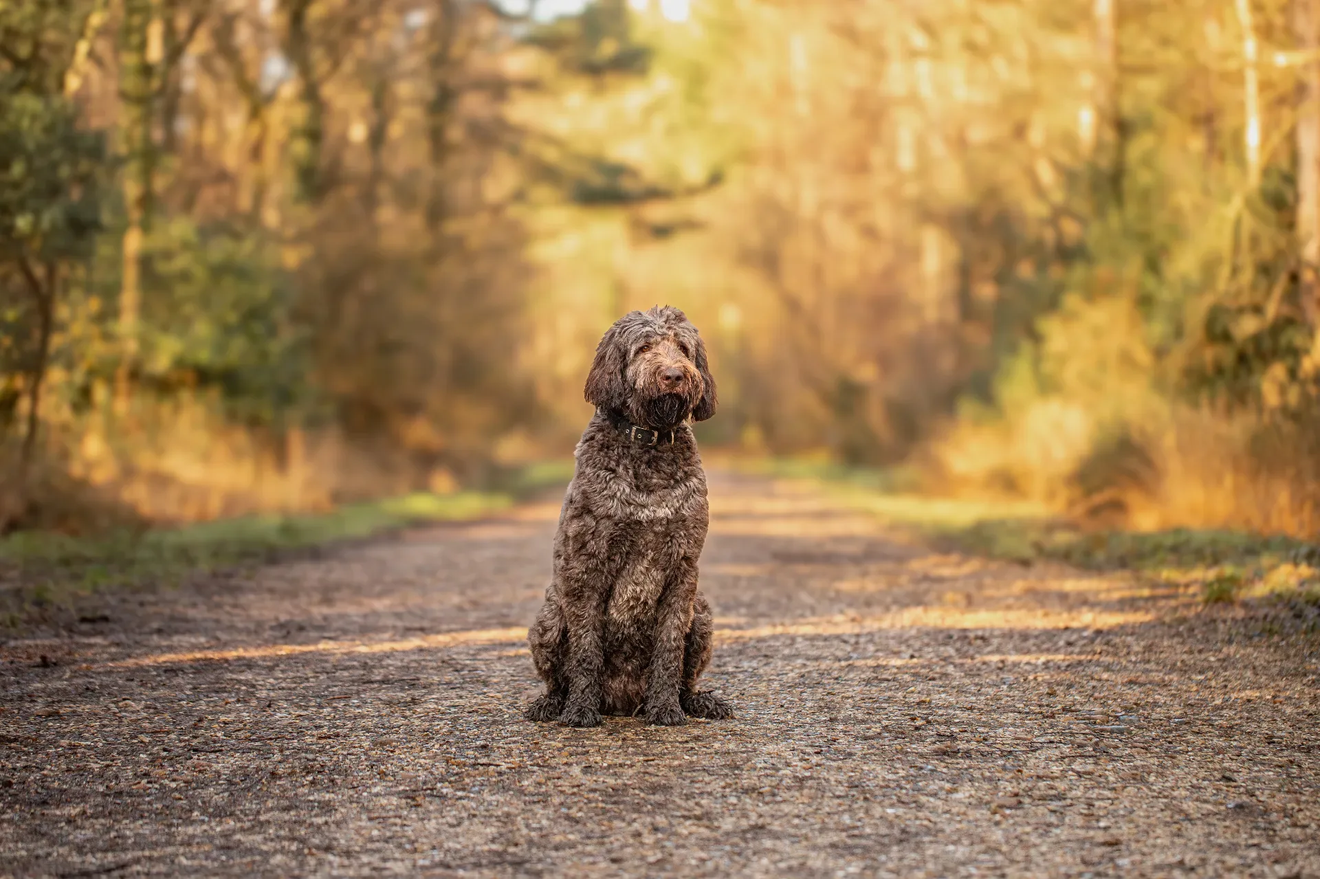 Barnaby the labradoodle