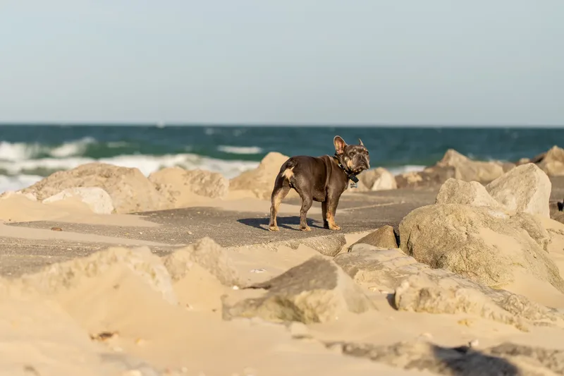 Blue the Frenchie (12 of 32)