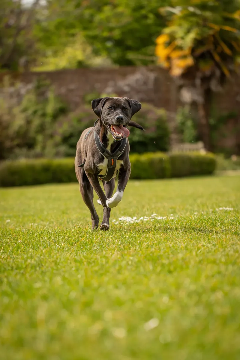 The Dorset Dog Trainer (16 of 42)