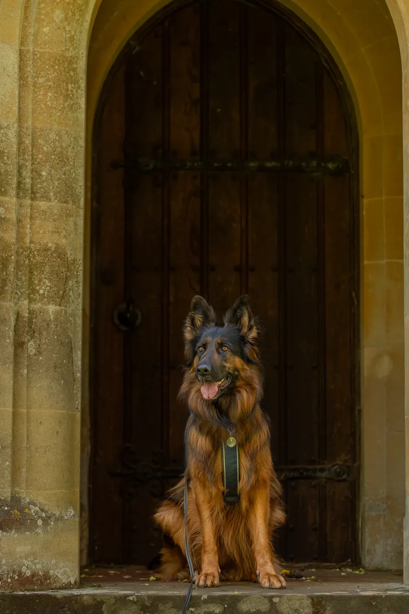 Tora the german shepherd (6 of 28)