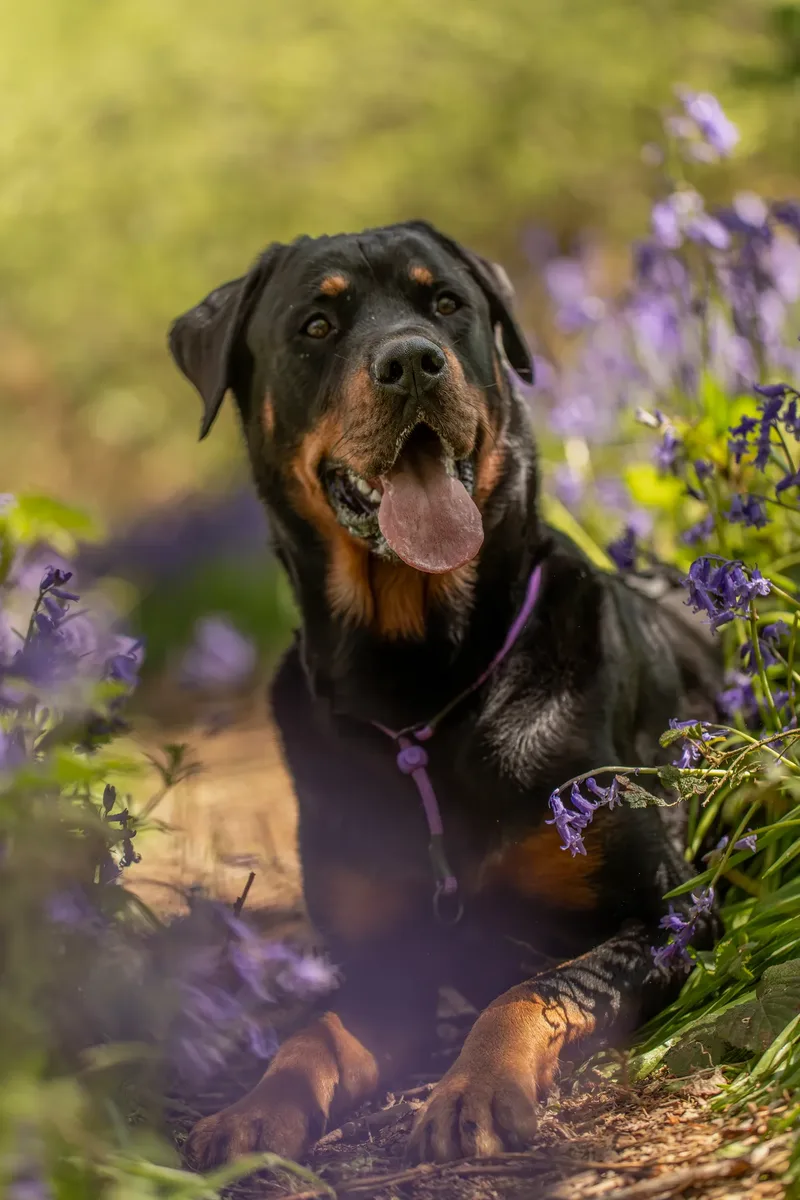 Karma the rottweiler in bluebells (1 of 30)