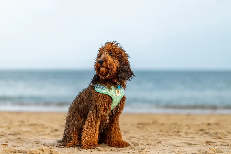Luna & Oakley at Sandbanks (6 of 24)