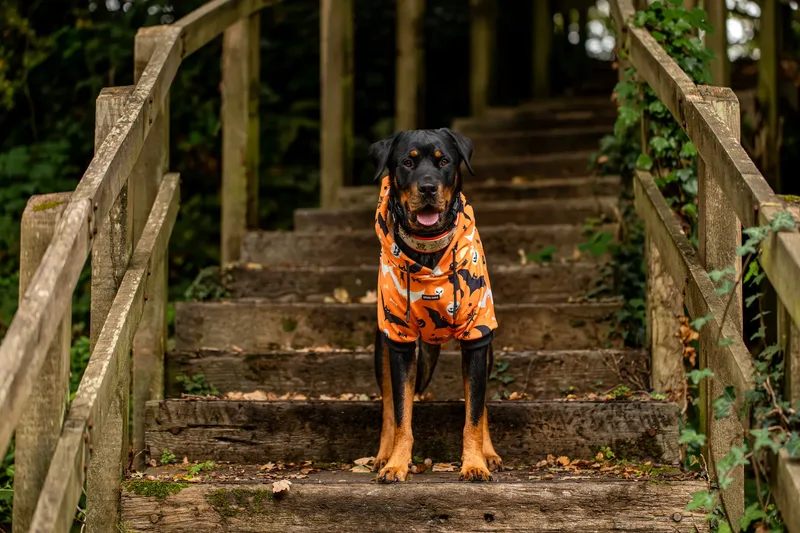 Karma the Rottie’s Halloween Shoot in Corfe Mullen (15 of 24)