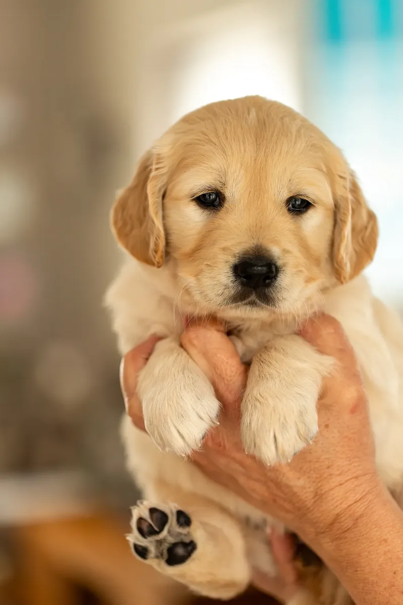 Golden Retriever Puppies (36 of 60)
