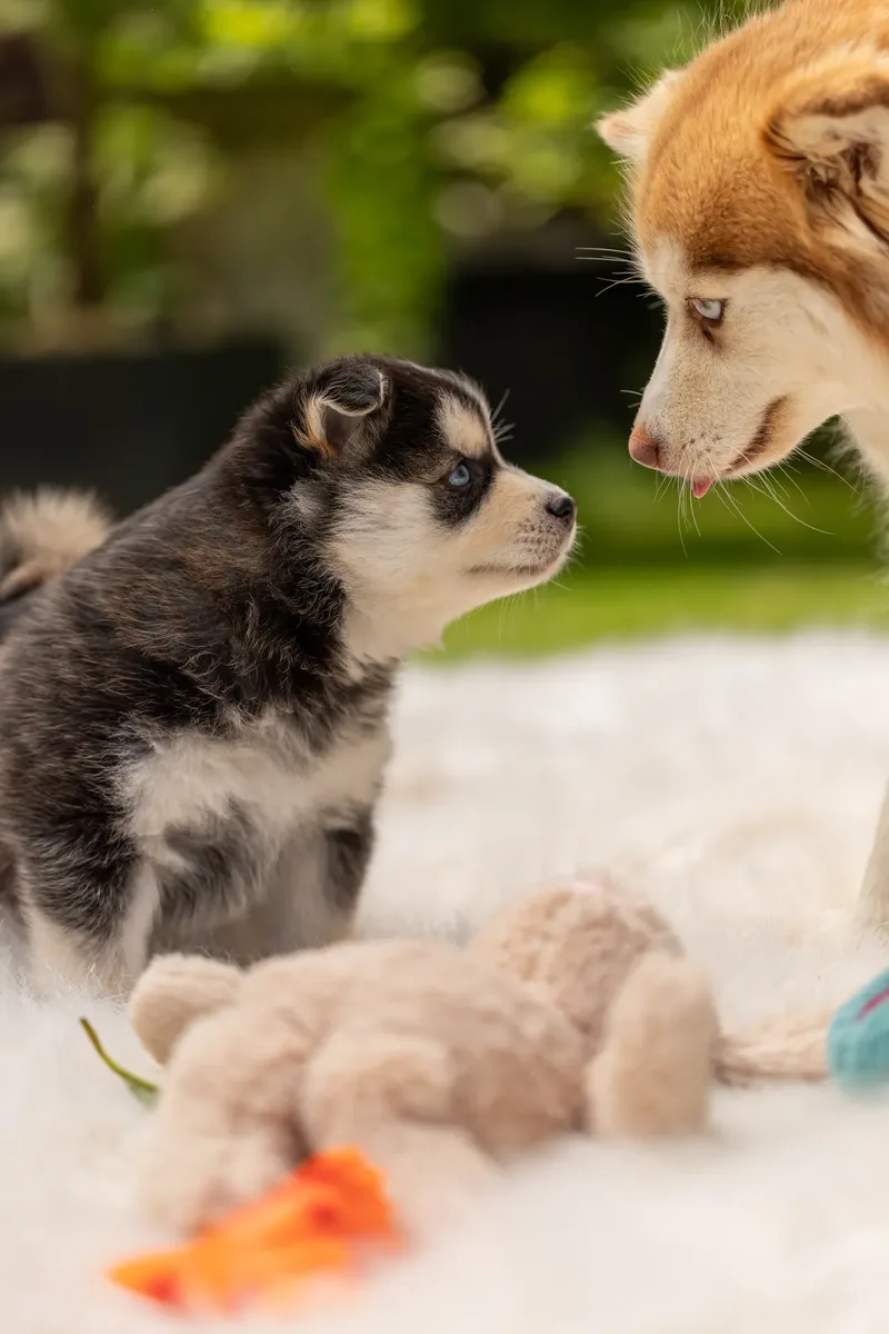 South Coast Pomsky’s (11 of 29)