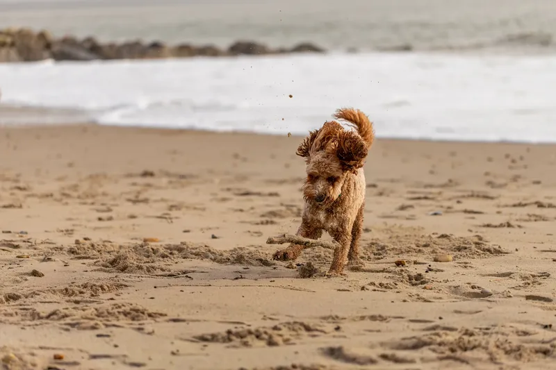 Teddy the Cockapoo (27 of 39)