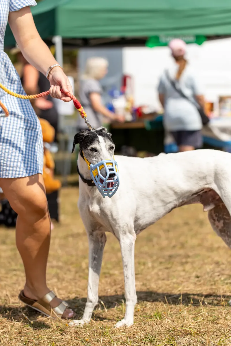 Margaret Green Country Dog Show 2025 (21 of 24)