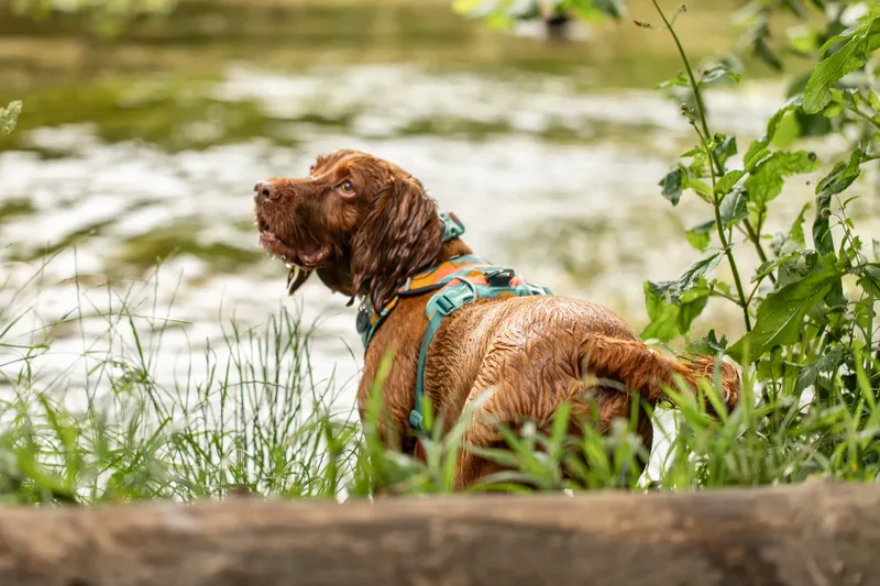 Ralph & Monty (13 of 24)