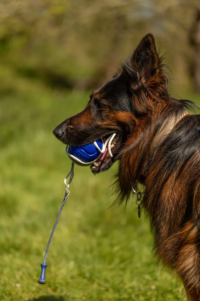 Tora the german shepherd (24 of 28)