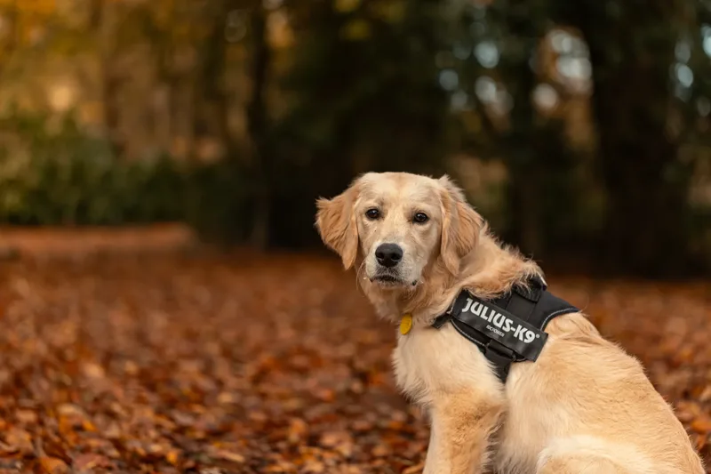 Ollie the golden (1 of 24)