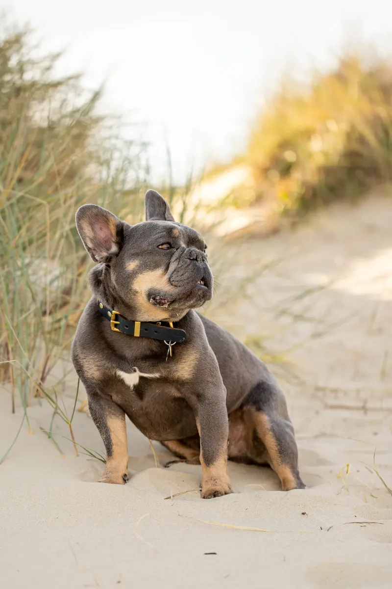 Blue the Frenchie (9 of 32)