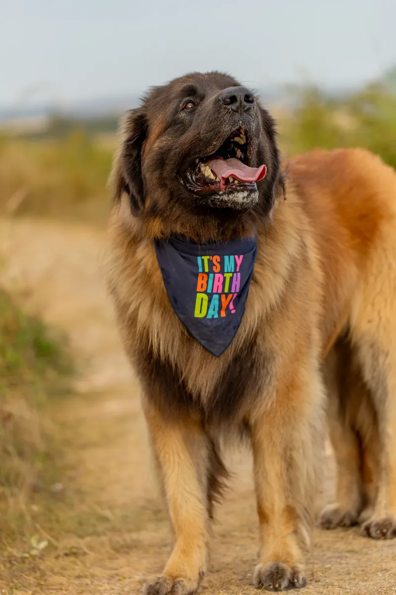 Koda