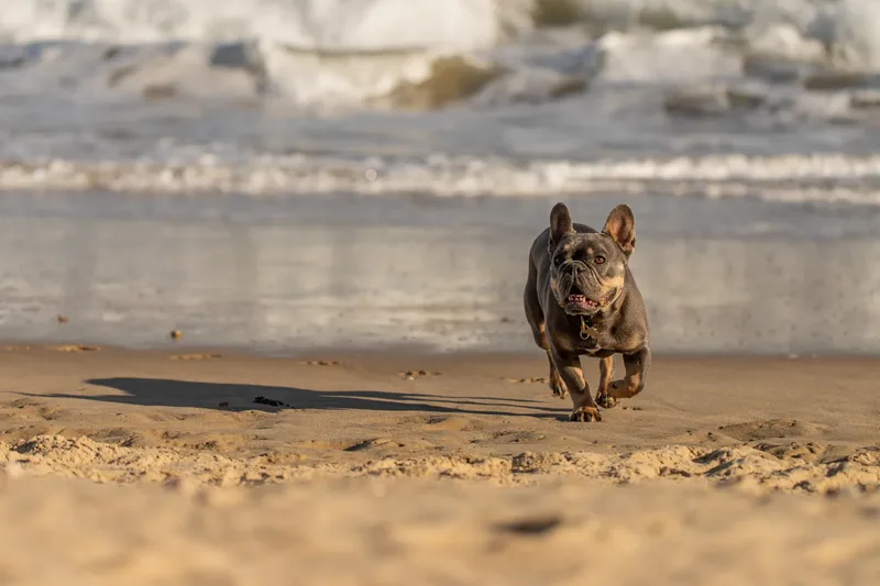 Blue the Frenchie (25 of 32)