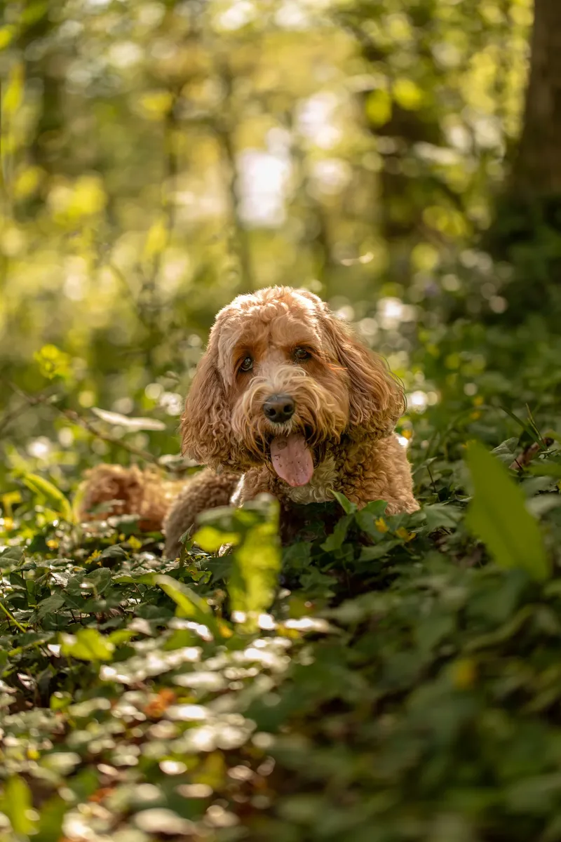 Teddy the cockapoo in the bluebells (10 of 21)