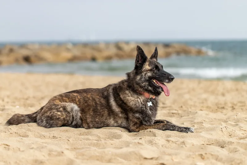 Estia & Baloo (17 of 24)