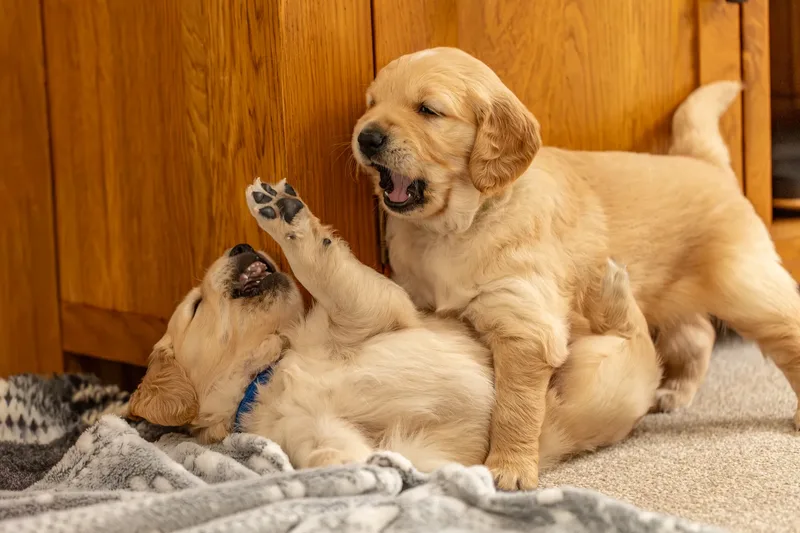 Golden Retriever Puppies (13 of 60)