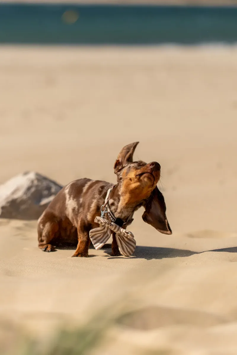 Margot at the beach (34 of 45)