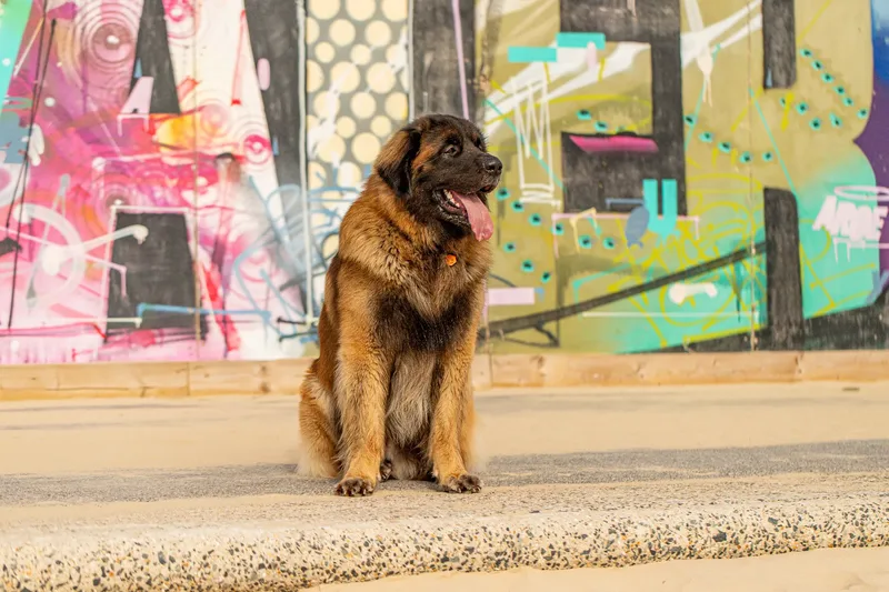 Koda the Leonberger (9 of 18)