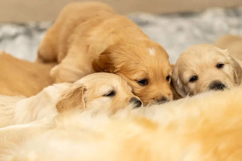 Golden Retriever Puppies (45 of 60)