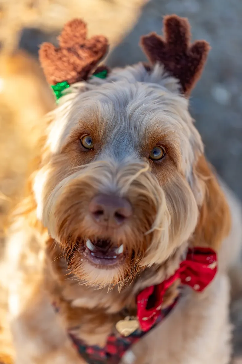 Toby Xmas beach shoot! (5 of 24)