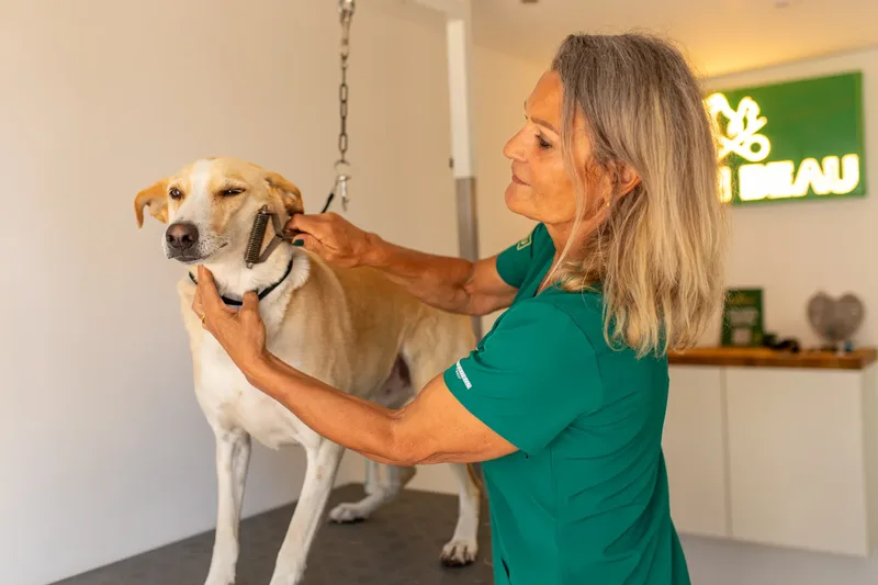 Eden Beau Dog Grooming Boutique (15 of 24)