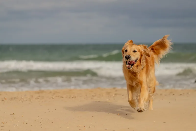 Murphy the golden retriever (9 of 41)